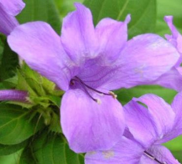 BARLERIA CRISTATA - Bluebell Barleria or Phillipine Violet