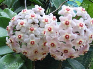 HOYA CARNOSA - Wax Flower 125mm Hanging Basket