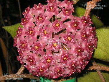 HOYA TOMATAENSIS - IML 1632-RARE 75mm