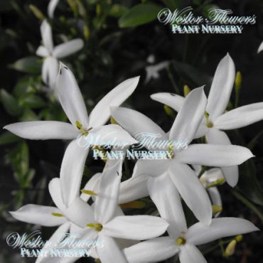 SCENTED JASMINE - Jasminum azoricum 125mm (Rare)