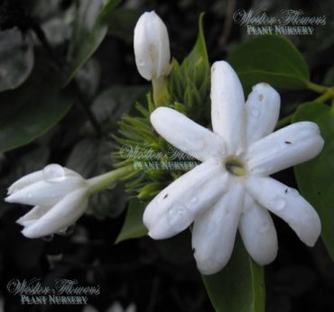 ARABIAN JASMINE - Jasminum sambac 125mm