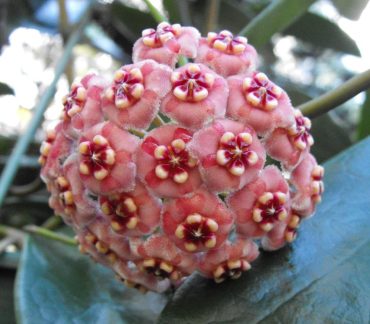 HOYA MELIFLUA - IML 0735-75mm