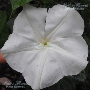 GIANT MOONFLOWER - Ipomoea alba 125mm