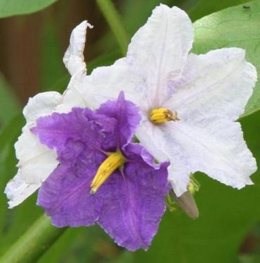 POTATO TREE (Rare) - Solanum macranthum 125mm