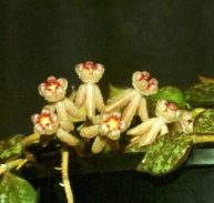 HOYA CURTISSII- Million Hearts-IML 1164- 75mm