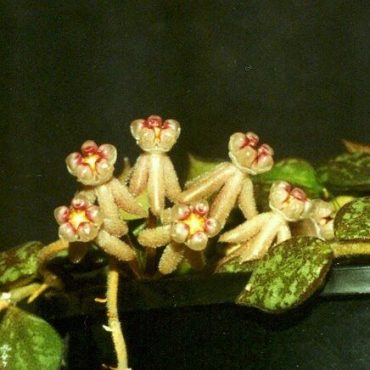 HOYA CURTISSII- Million Hearts-IML 1164- 75mm
