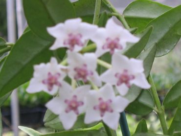 HOYA BELLA 75mm