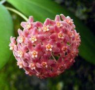 HOYA CAMPHORIFOLIA 75mm