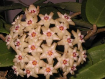 HOYA ACUTA - PINK FORM- IML 0079- 125mm Hanging Basket