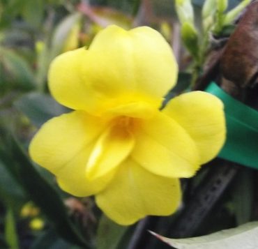 CAROLINA JESSAMINE DOUBLE FORM - Gelsemium flore plena 125mm