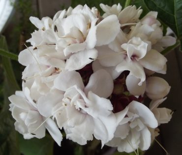 CASHMERE BOUQUET - Clerodendrum chinense var. chinense 125mm Rare