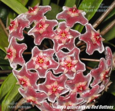 HOYA PUBICALYX cv. 'Red Buttons IML 0268 75mm' RARE'