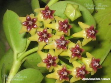 HOYA CUMINGIANA IML 0168-75mm