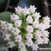 HOYA POTTSII cv.'Chieng Mai' IML 0087 75 mm