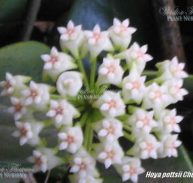 HOYA POTTSII cv.'Chieng Mai' IML 0087 75 mm