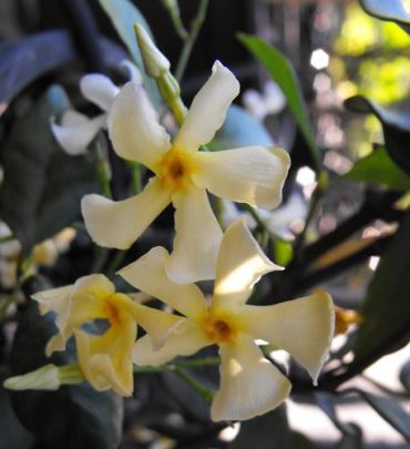 JAPANESE STAR JASMINE - Trachelospermum asiaticum  140mm