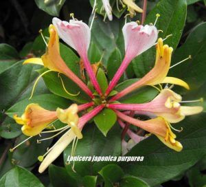 honeysuckle purpurea lonicera japonica 125mm