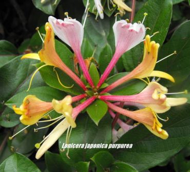 PURPLE LEAF HONEYSUCKLE - Lonicera japonica purpurea - 125mm