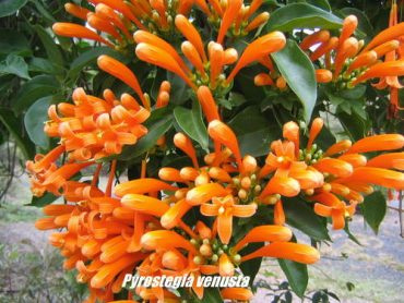 ORANGE TRUMPET VINE - Pyrostegia venusta 125mm