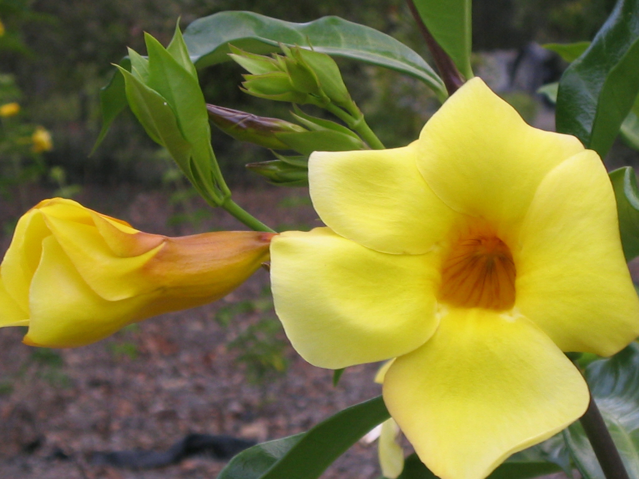 GOLDEN TRUMPET VINE Allamanda  cathartica schottii 125mm 