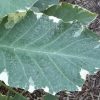 ANGELS TRUMPET - 'Maya' syn. "Peaches & Cream" - Brugmansia candida variegata 125mm