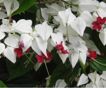 BLEEDING HEART VINE - Clerodendrum thomsoniae 125mm