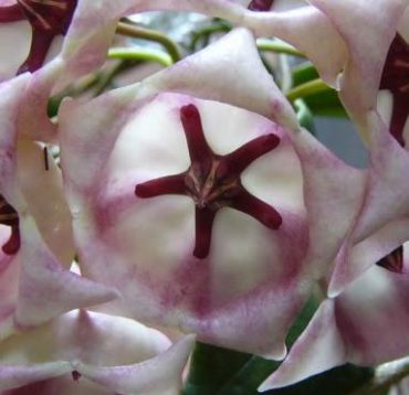 HOYA ARCHBOLDIANA - 75 mm pot