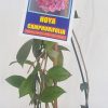 HOYA CAMPHORIFOLIA- IML 0418- 100mm Hanging Basket