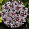 HOYA PUBICALYX cv. 'Royal Hawaiian Purple'-IML 0056 -75mm
