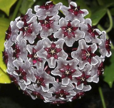HOYA ROYAL HAWAIIAN PURPLE - Hoya pubicalyx cv. Royal Hawaiian Purple -IML 0056- 125 - Hanging Basket