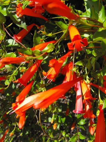 CANDY CORN VINE - Manettia inflata cv. 'John Elsley' 125mm