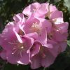 PINK DOMBEYA - Dombeya calantha - Rare 125mm
