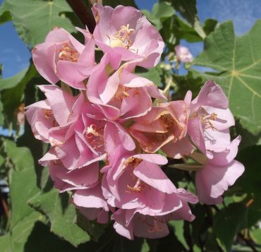 PINK DOMBEYA - Dombeya calantha - Rare 125mm