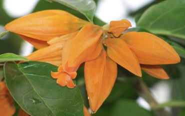 GOLD FINGER VINE - Juanolloa mexicana - Rare 125mm