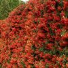 FIRETHORN - Pyracantha coccinea 125mm