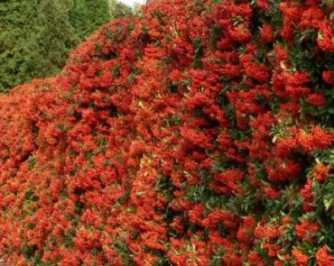 FIRETHORN - Pyracantha coccinea 125mm