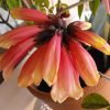 'SHANNON, Tecomanthe hybrid cv. 'Shannon' 125mm