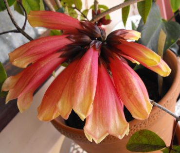 'SHANNON, Tecomanthe hybrid cv. 'Shannon' 125mm