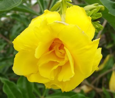 STANSILL'S DOUBLE ALLAMANDA syn. Halleys Comet - Allamanda cathartica williamsii 125mm