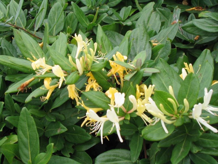 JAPANESE HONEYSUCKLE Lonicera japonica 125mm Weslor Flowers Plant