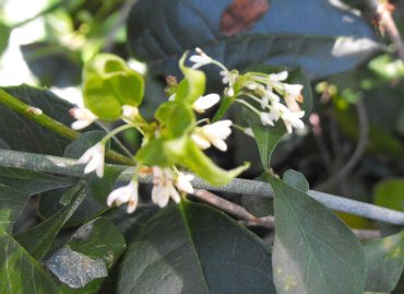 SWEET OSMANTHUS - Osmanthus fragrans 125mm