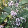 WEEPING BUTTERFLY BUSH - Buddliea alternifolia 125mm - rare
