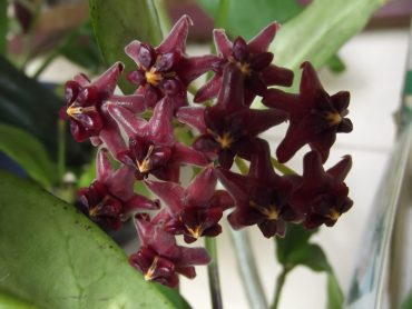 HOYA LOBBII - IML 1161 75 mm pot