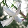 POET'S JASMINE - Jasminum officinale 125mm Rare