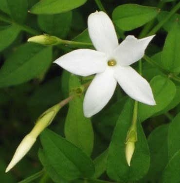 POET'S JASMINE - Jasminum officinale 125mm Rare