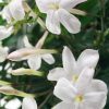 POET'S JASMINE - Jasminum officinale 125mm Rare