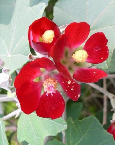 MEXICAN MALLOW BUSH - Phymosia umbellata 125mm RARE