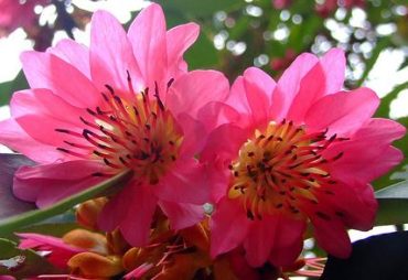 HONG KONG ROSE - Rhodoleia championii 125mm Rare