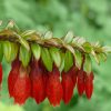 HIMALAYAN LANTERN - Agapetes serpens 125mm Hanging Basket
