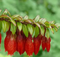 HIMALAYAN LANTERN - Agapetes serpens 125mm Hanging Basket